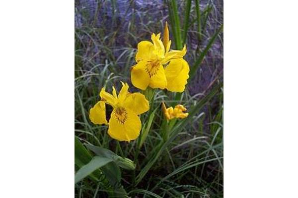 Iris pseudacorus-Mocsári nőszirom