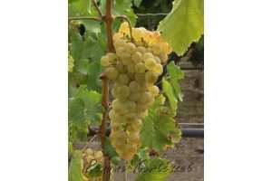 Chasselas - fehér csemegeszőlő