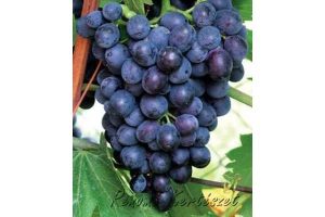Eszter "R"- kék csemegeszőlő