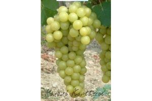 Favorit - fehér csemegeszőlő