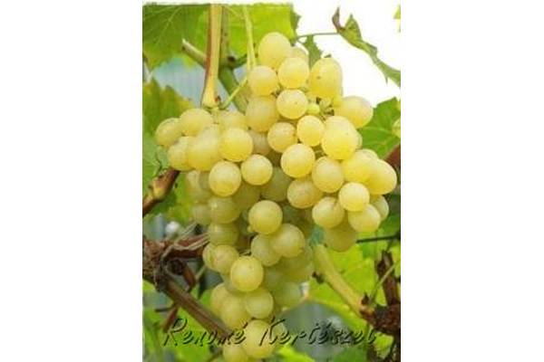 Palatina (Augusztusi muskotály) "R" - fehér csemegeszőlő