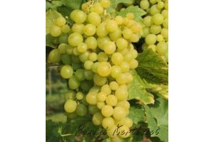 Szőlőskertek királynője - fehér csemegeszőlő