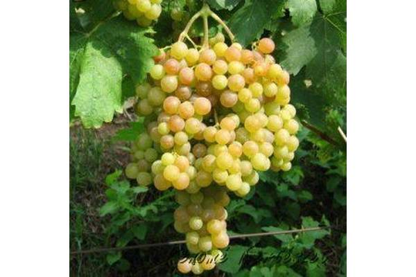 Szultán - fehér, magvtalan csemegeszőlő