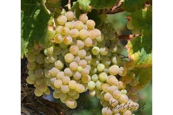Cserszegi fűszeres - fehér borszőlő