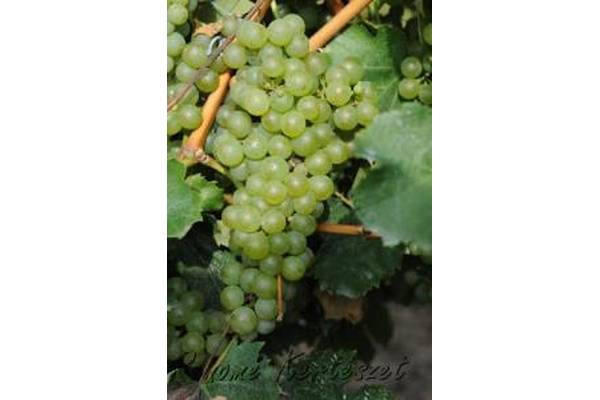 Királyleányka - fehér borszőlő