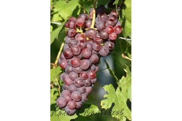 Chasselas - piros csemegeszőlő