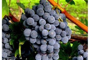 Zweigelt - vörös borszőlő