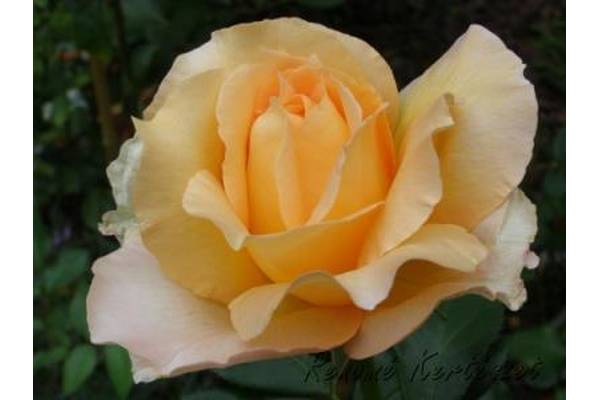 Casanova bokor rózsa / szabadgyökerű