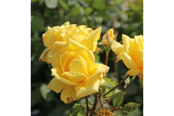 Landora bokor rózsa / szabadgyökerű