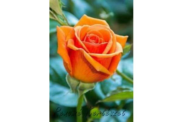 Sultana bokor rózsa / szabadgyökerű