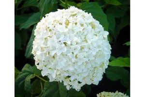 Fehér gömbvirágú hortenzia