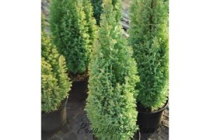 Chamaecyparis lawsoniana Ellwoodii - Oregoni Aranylombú hamisciprus