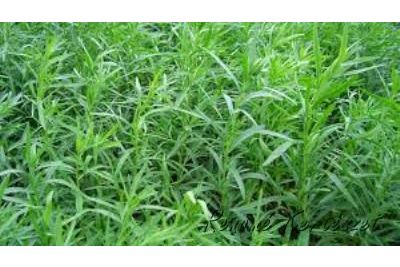 Tárkony - Artemisia dracunculus
