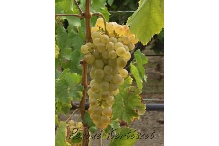 Chasselas - fehér csemegeszőlő