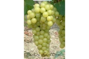 Favorit - fehér csemegeszőlő