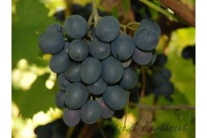 Moldova - kék csemegeszőlő