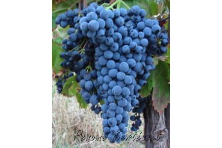Néró "R" - kék csemegeszőlő