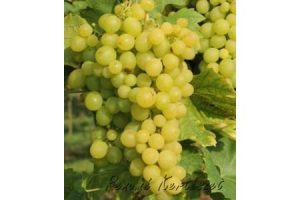 szőlőskertek királynője - fehér csemegeszőlő