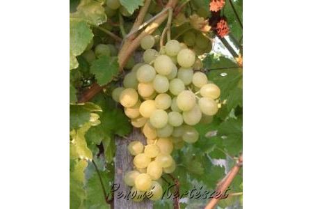 Pannónia - fehér csemegeszőlő
