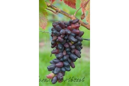 Suvenír /Datolyaszőlő/ - kék, különleges csemegeszőlő