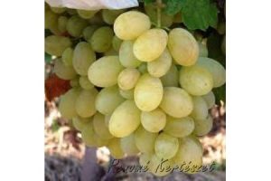 Viktória - fehér, különleges csemegeszőlő