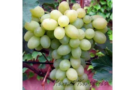 Belgrádi - fehér, magvatlan csemegeszőlő