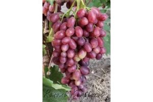 Kismis Lücsisztnüj - rózsazsín, magvatlan csemegeszőlő