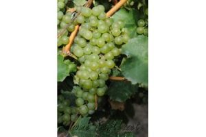 Királyleányka - fehér borszőlő