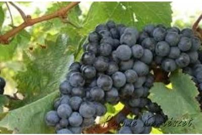 Kékfrankos - vörös borszőlő