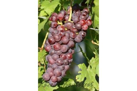 Chasselas - piros csemegeszőlő