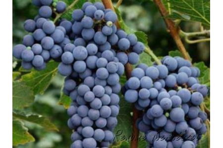 Cabernet Sauvignon - vörös borszőlő