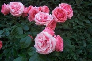 Kimono park rózsa / szabadgyökerű
