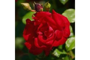 Santana rózsa / szabadgyökerű
