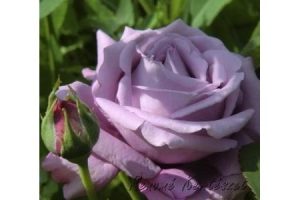 Tannacht bokor rózsa / szabadgyökerű