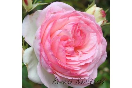 Eden rose futórózsa / szabadgyökerű