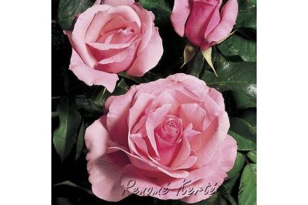 Queen Elizabeth bokor rózsa / szabadgyökerű