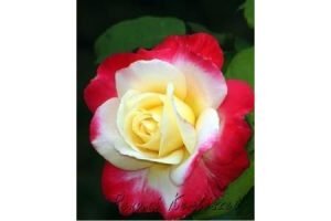 Double Delight bokor rózsa / szabadgyökerű