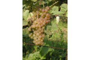 Olaszrizling (P-20) - fehér borszőlő