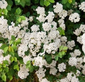 Spiraea (Spirea) × vanhouttei- Kerti gyöngyvessző
