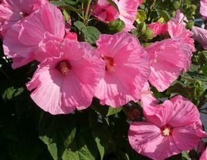 Hibiscus mos. ‘Bell Pink’-  Mocsári Hibiszkusz