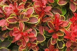 Berberis th. Admiration - sárga levélszélű japán vérborbolya