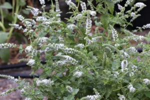 Borsmenta – Mentha piperita csp D14