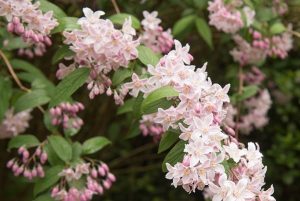Deutzia gracilis 'Rosea' – Rózsaszín virágú gyöngyvirágcserje
