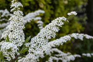 Spiraea (Spirea) × vanhouttei- Kerti gyöngyvessző