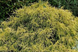 Chamaecyparis pisifera 'Filifera Aurea Nana' – Aranylombú Fonalas szavára törpe hamisciprus