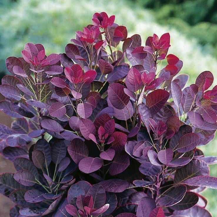 Cotinus coggygria Royal Purple- Bíbor cserszömörce