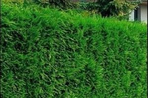 Cupressocyparis leylandii '2001' - Oszlopos Leylandi-ciprus