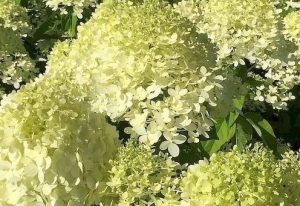 Hydrangea paniculata 'Limelight' - Bugás hortenzia