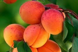 Budapest kajszibarack