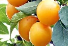 Sárga ringló szilva